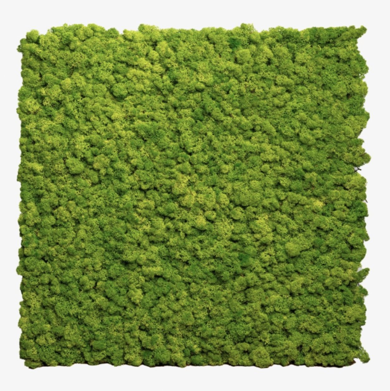Moss natural